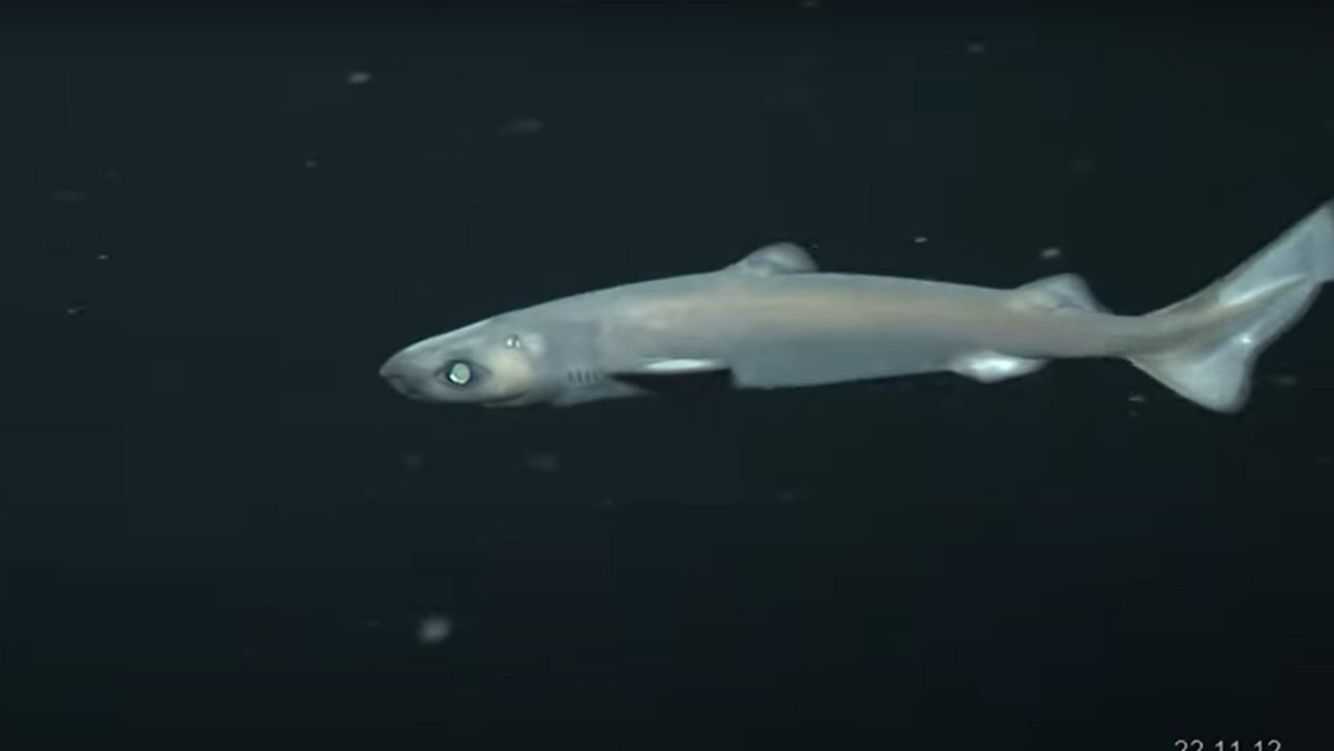 Polscy naukowcy odkryli 300 nowych gatunków w oceanie. Pokazali niesamowity film