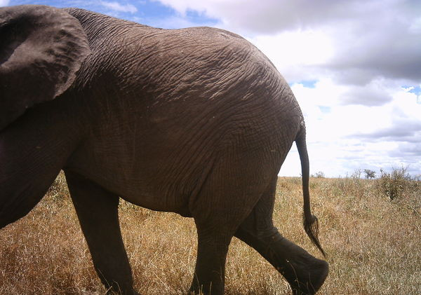 Tanzania - Park Narodowy Serengeti - bezkrwawe pułapki