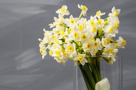 Mnogi unose CVETOVE NARCISA u kuću, a ne znaju šta to predstavlja: Evo koja je simbolika ove biljke i šta donosi u dom