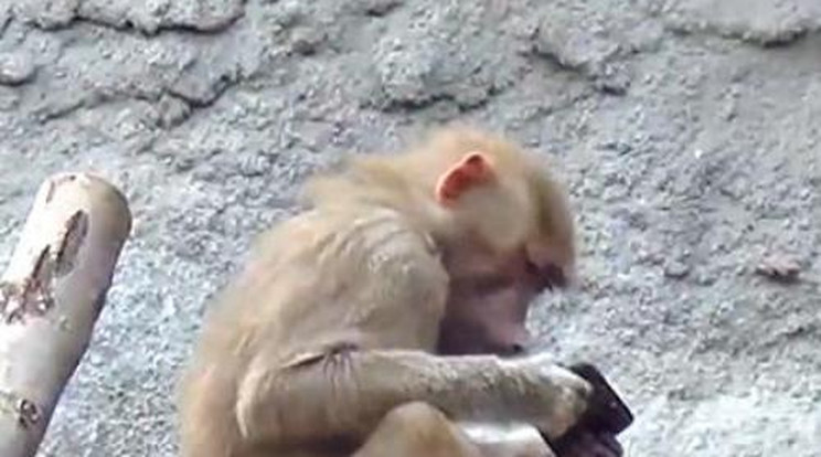 Telefonnyomkodás majomszokás
