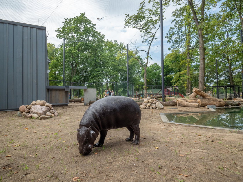 Nowy hipopotam w Łódzkim zoo