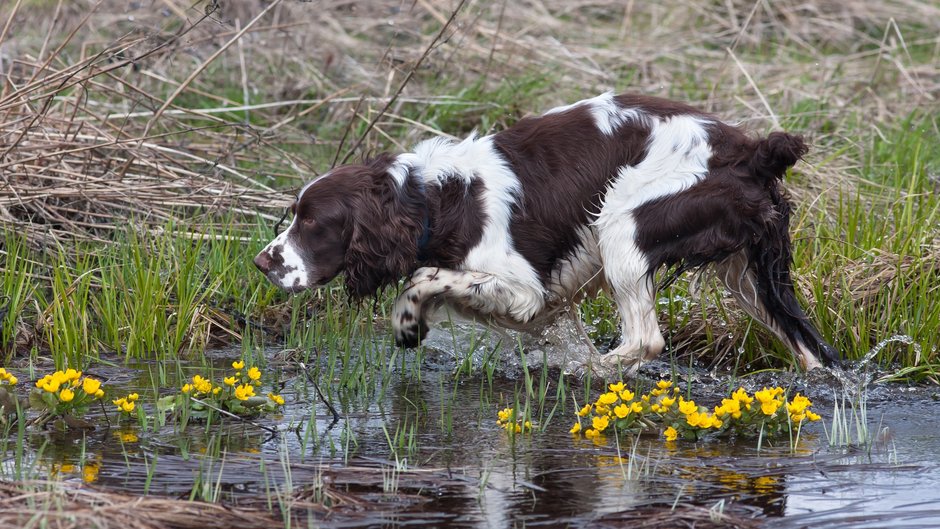 polski-spaniel-mysliwski