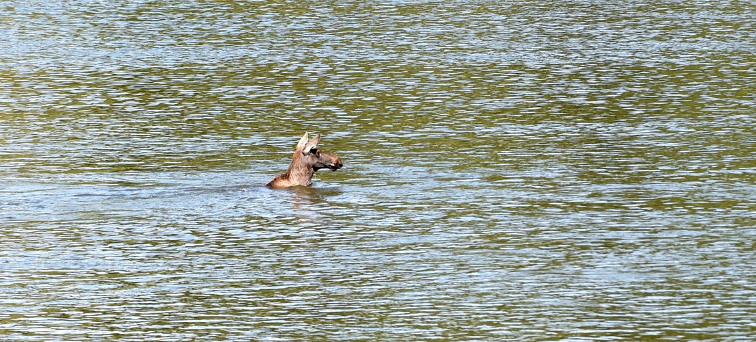 Łoś brodził w Wiśle w Warszawie