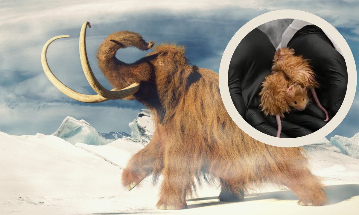 Legendarne mamuty znów staną na Ziemi? "Zarodki będą gotowe za rok"