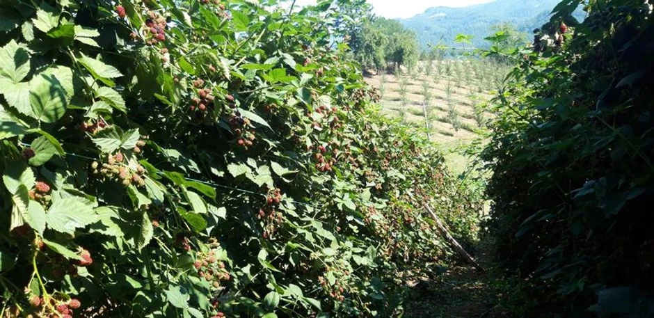 Kupina poslednjih godina doživela veliku ekspanziju