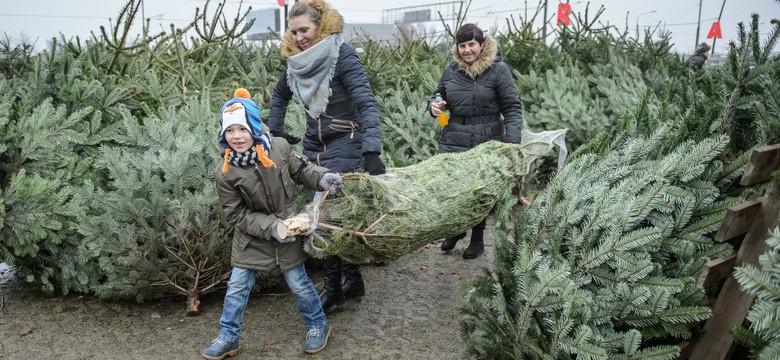 Żywa czy sztuczna? Ekolog tłumaczy, która choinka jest lepsza dla środowiska