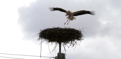 Bocian Franek wylądował. W Makowisku już wiosna!