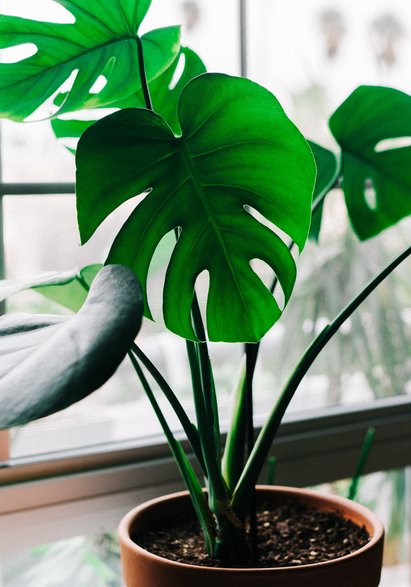 Monstera - Mike Marquez/unsplash.com