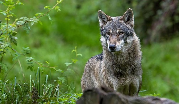Policiji je prethodno prijavljeno više puta da je vuk viđen u gradu | Foto: Universal Images Group via Getty Images