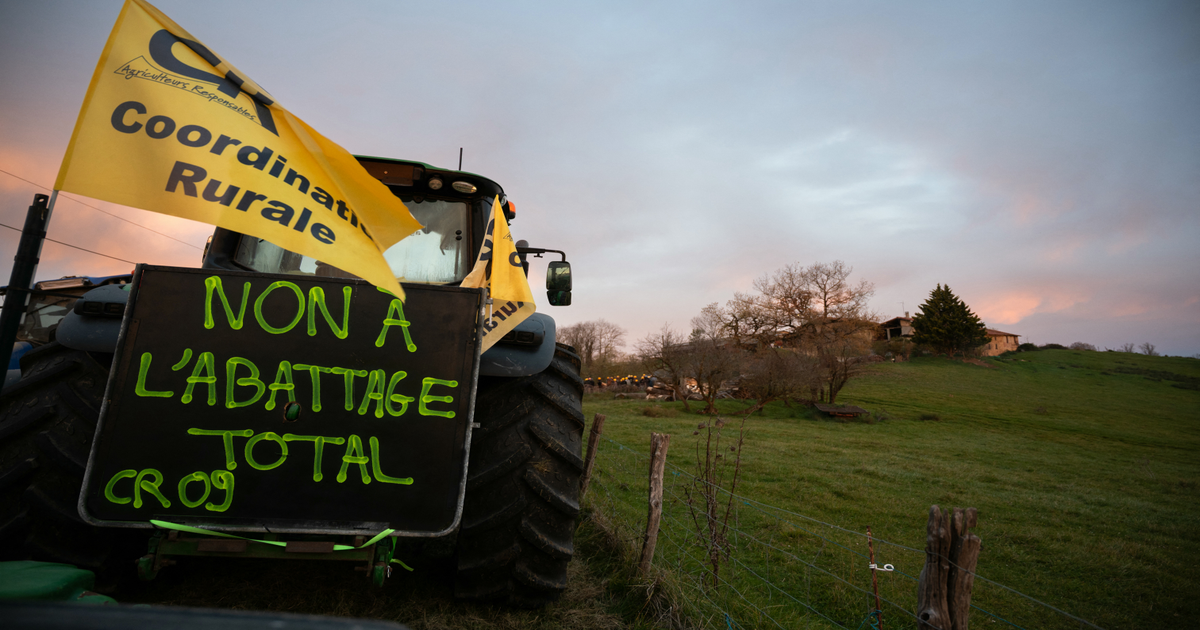 200 agriculteurs bloquent l'euthanasie de 208 vaches en Ariège