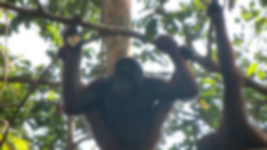 Orangutany z Borneo