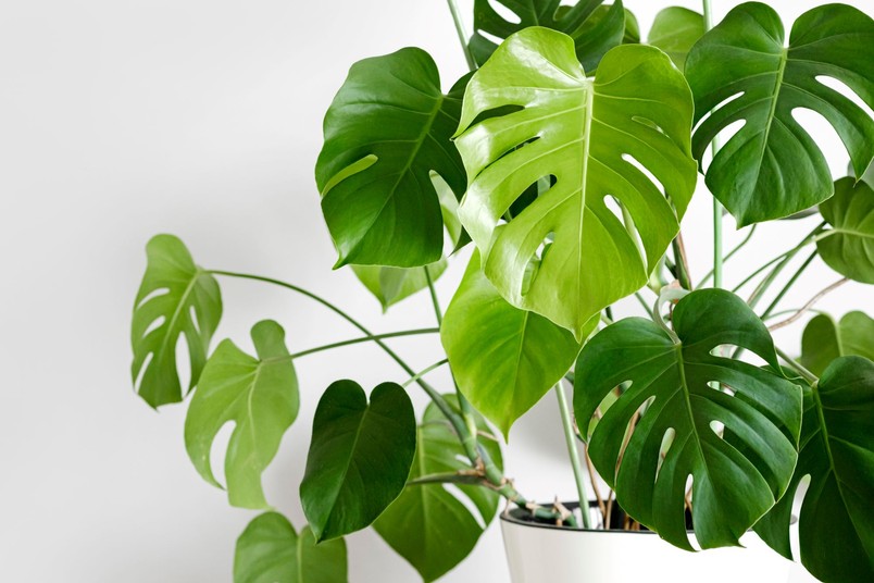 Czy Monstera oczyszcza powietrze?