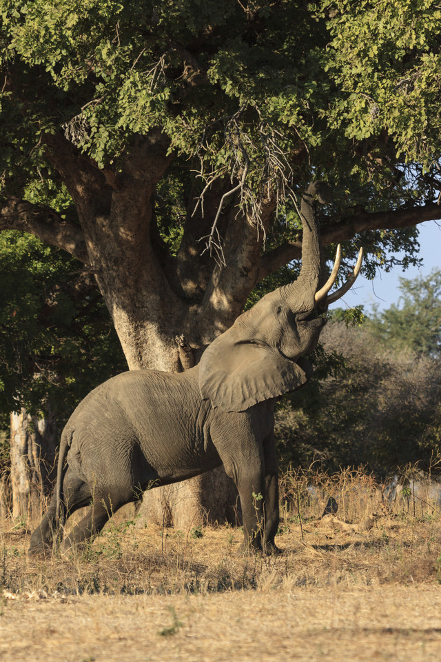 Park Narodowy Mana Pools, Zimbabwe