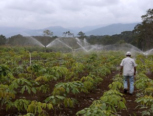 Handlowe porozumienie z Ameryką Płd. może uderzyć w unijne rolnictwo