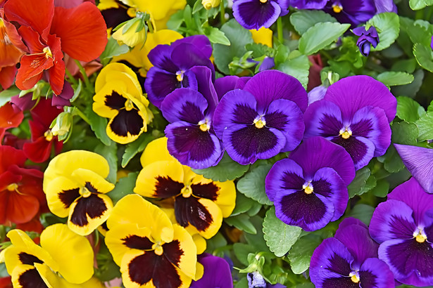 Bratek (fiołek ogrodowy) ma piękne kwiaty, które mogą mieć różne barwy