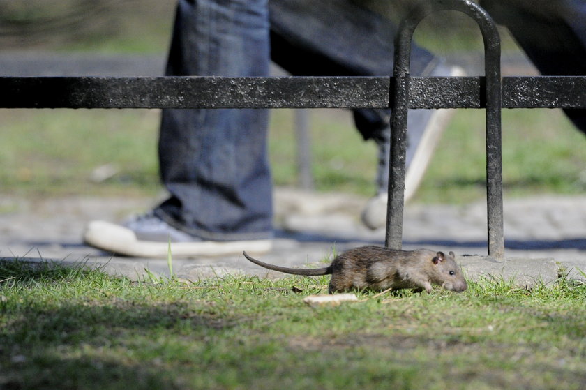 Szczur na trawniku