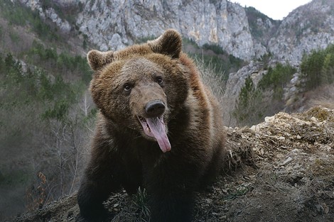 Medved na Tari (arhiva)
