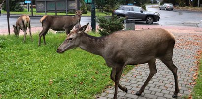 Chłopiec kopnięty przez łanię w centrum Zakopanego. Zachowanie rodziców szokuje [FILM]