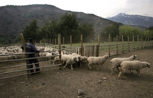 SHEEP CHILE SHARE