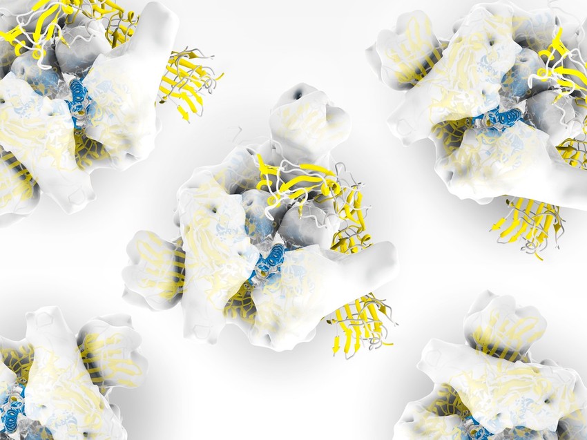 Ilustracija strukture šiljatog proteina S kojeg virus koristi