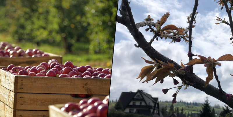 Sadownicy z niepokojem patrzą w niebo. "Z dużym strachem obserwujemy to, co się dzieje"