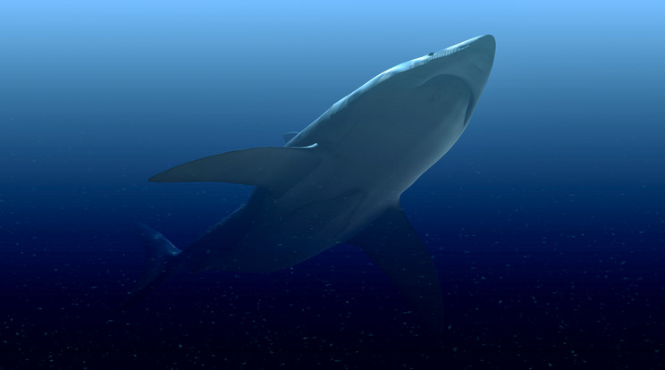 A nagy fehér cápa, a tengerek kíméletlen ragadozója / Fotó: Northfoto