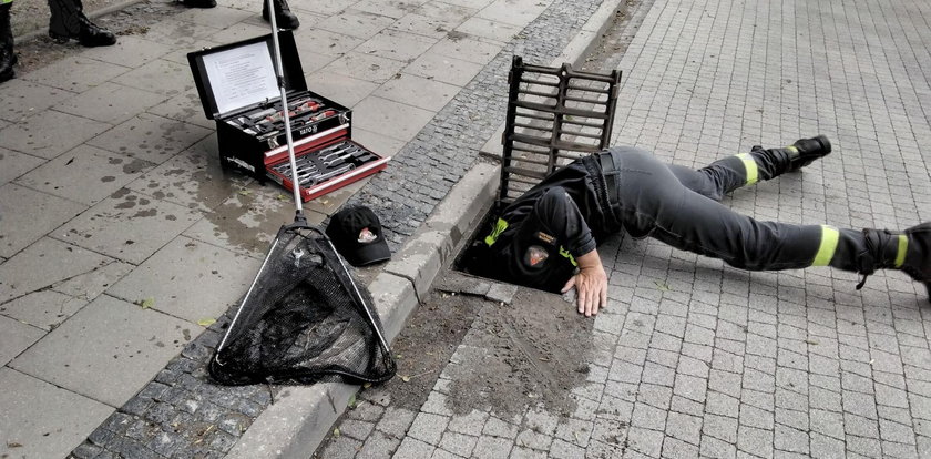 Dramat kaczej rodziny w Radzyniu Podlaskim. Strażacy okazali wielkie serce