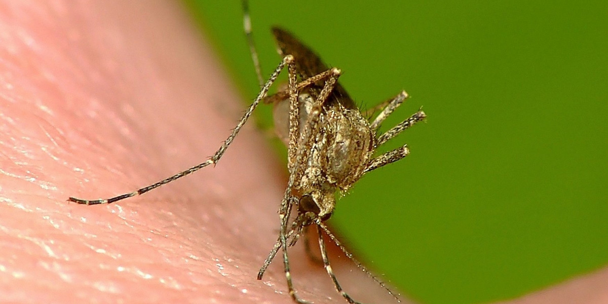 Komary przyciąga do ciała wydzielanie dwutlenku węgla i zapach kwasu mlekowego wydzielanego z potem. 