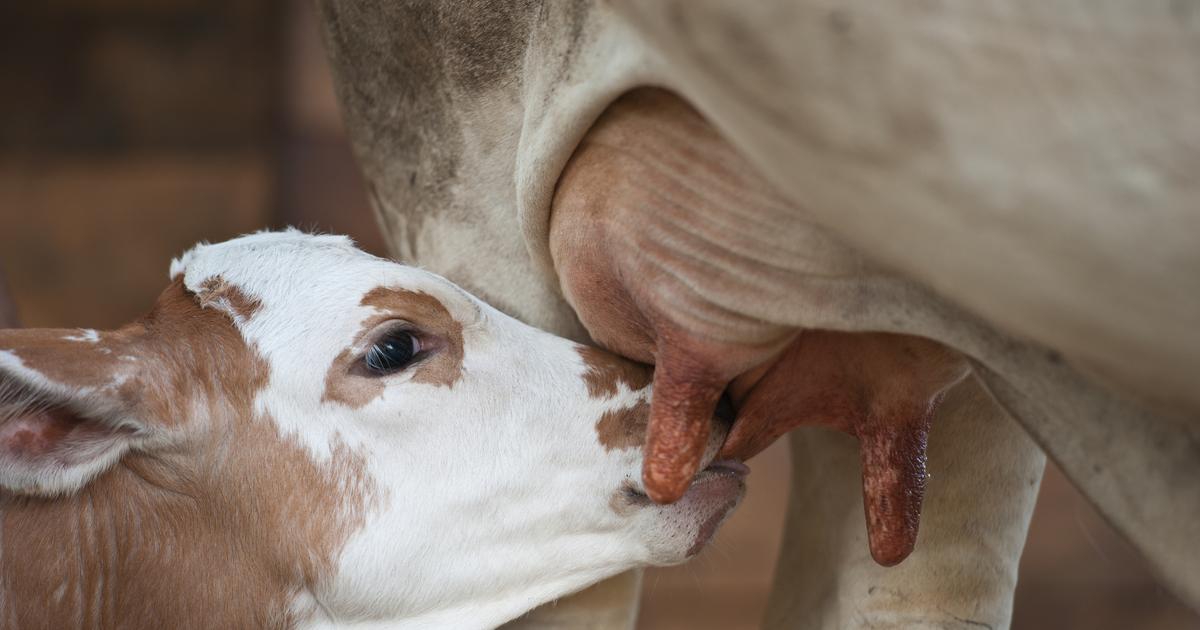 Теленок не пьет что делать. Теленок пьет молоко. Коровы и телята. Теленок пьет молоко у коровы.