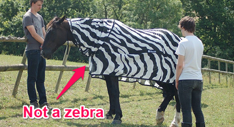 Joren Bruggink [left] and Jai Lake [right] investigating how horse flies behave around horses wearing different coloured coats. Source: School of Biological Sciences, University of Bristol