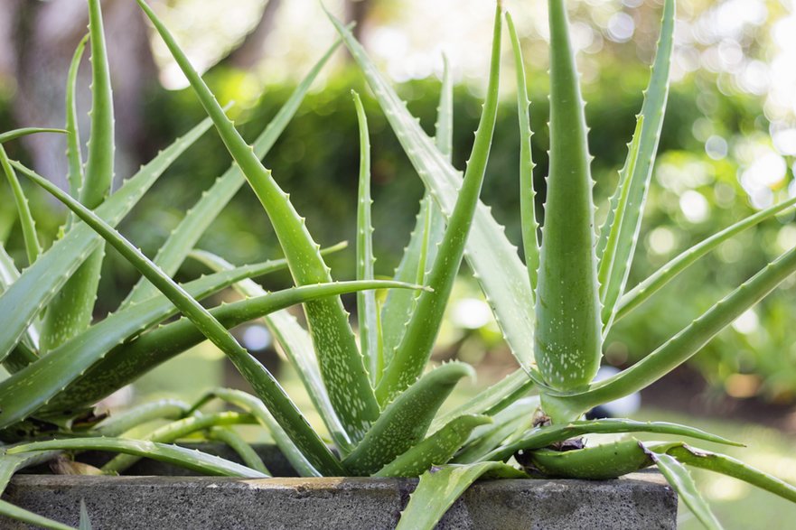 Aloes - Nevada31/stock.adobe.com