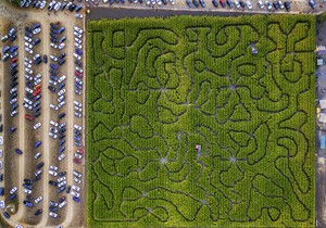 kukuruzni lavirint PRAVI shutterstock 604763717