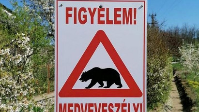 Kitört a pánik: medvét láttak a Pest megyei településen, figyelmeztetést adtak ki