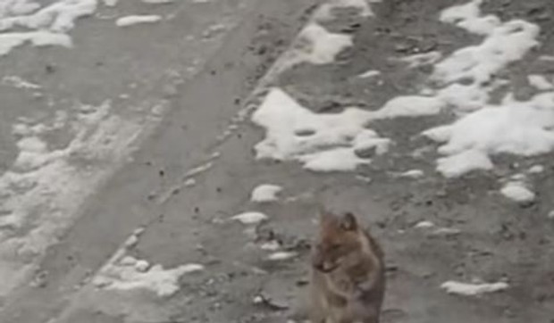 Šakal luta kroz selo