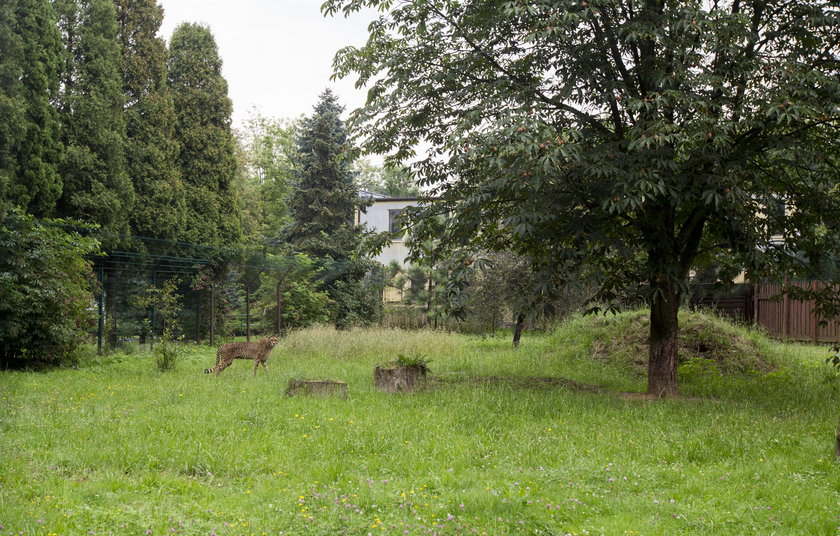 Chorzów. Inwestycje w zoo