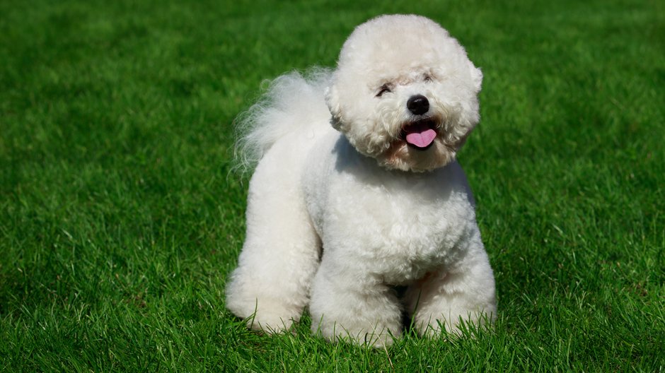 Bichon frise - deviddo/stock.adobe.com