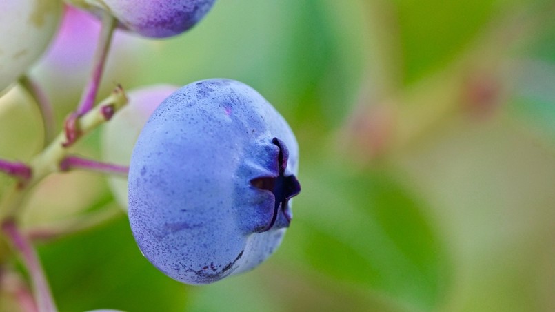 borówka amerykańska