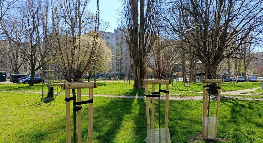 Koszt całej inwestycji to 400 tysięcy złotych - z trzyletnim okresem pielęgnacyjnym nasadzeń.