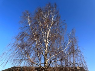 Chcesz wyciąć brzozę na swojej działce? Przepisy 2025 mogą Cię zaskoczyć!