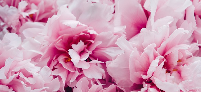 Ten kwiat przyciąga bogactwo. Wystarczy włożyć suche płatki do portfela