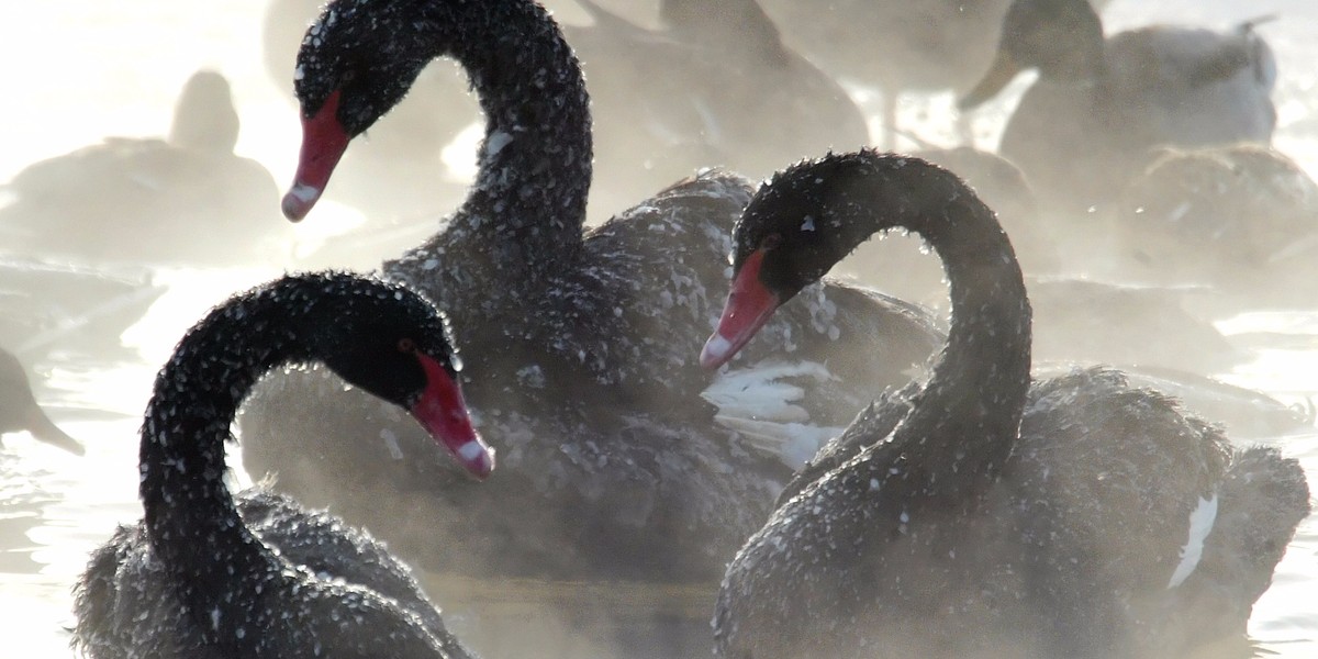 CITI: Forget black swans, 'a small trigger' could spark 'a big reversal' for stock markets