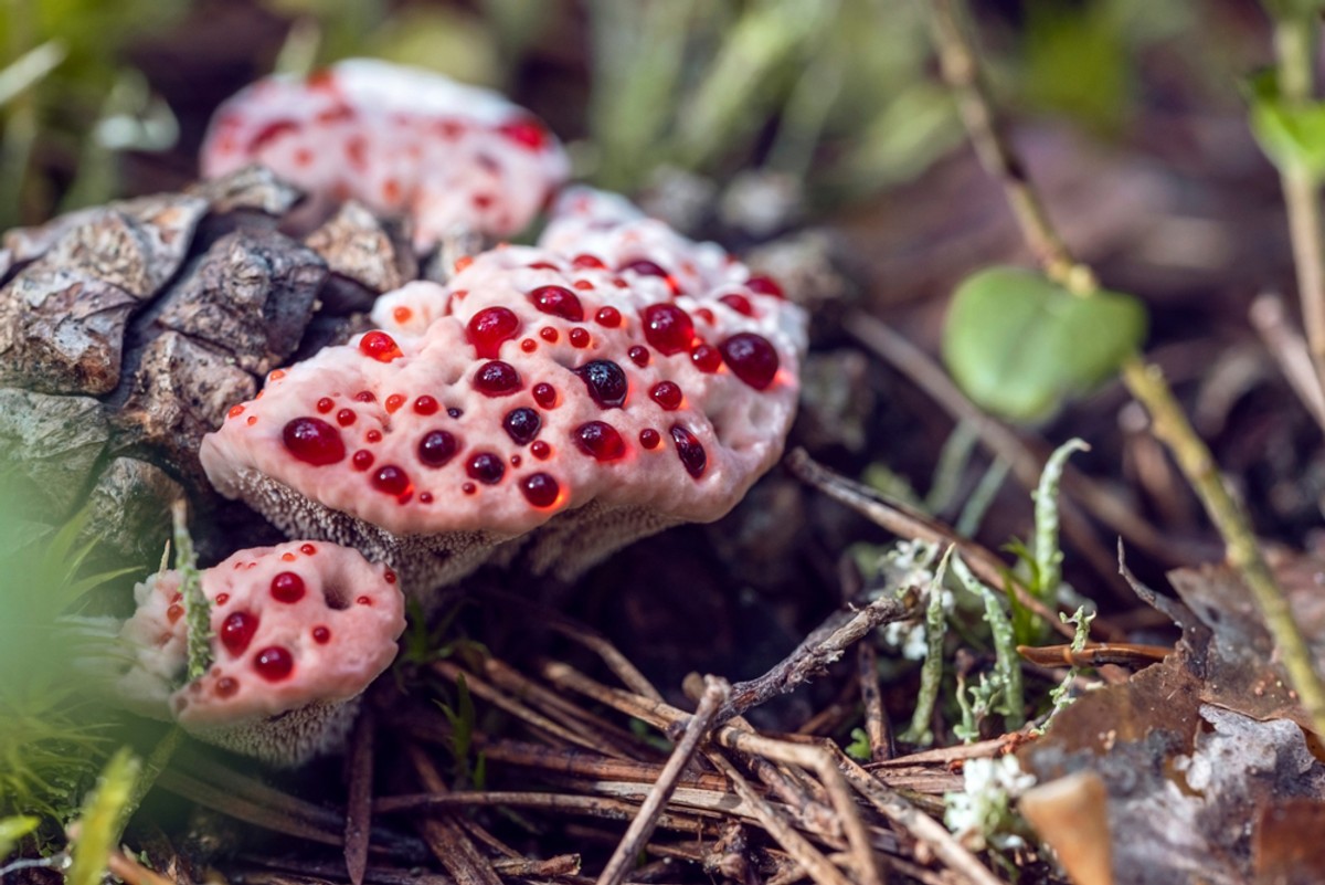 Kolczakówka piekąca, czyli krwawiący grzyb jak z horroru