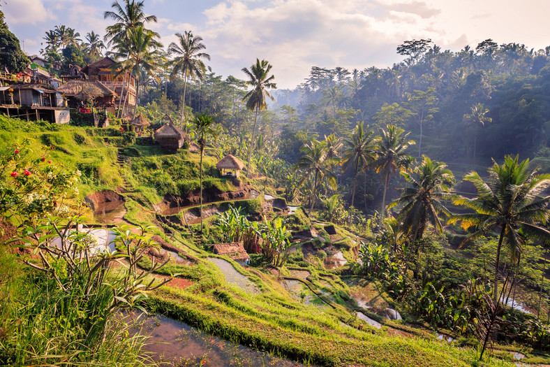 Tarasy ryżowe na Bali