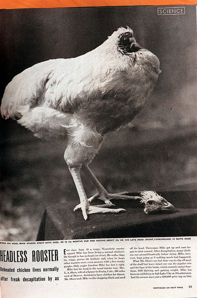 Bezgłowy kurczak Mike stał się sensacją lat 40. XX wieku w USA. Fot. Brian Brainerd/Contributor/Getty Images