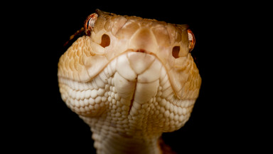 Niespodziewane znalezisko w jadzie węży pomoże ratować ludzi