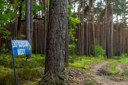 Rząd przyjął zmiany w ustawie o lasach. Kontrowersji nie brakuje