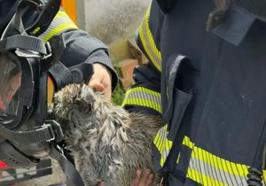 vatrogasci spasili psa u požaru u Novom Sadu