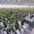 Tak wygląda fabryka największego producenta marihuany na świecie