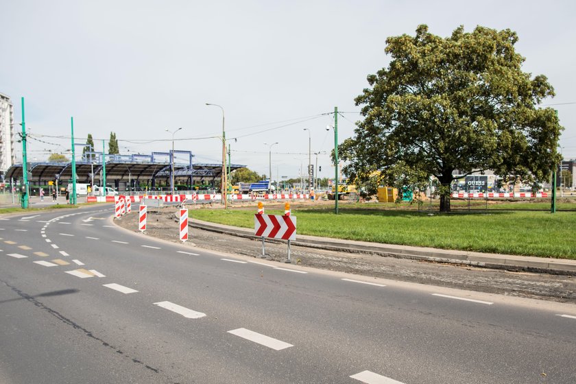 Usuną sto drzew, bo przesadzanie jest za drogie