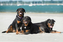 Miejsce 9: Rottweiler - pies o zdecydowanym i silnym charakterze